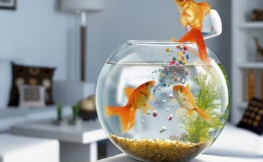 Một vài điều phong thủy để giúp cho gia chủ kéo tài lộc, may mắn vào nhà