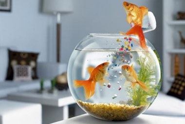 Một vài điều phong thủy để giúp cho gia chủ kéo tài lộc, may mắn vào nhà